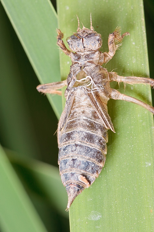 Exuvia